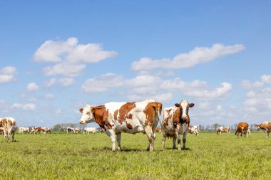 İki inek bir arada duruyor, sürünün otladığı otlak, kırmızı ve beyaz, mavi gökyüzü ve kara üzerinde ufuk.