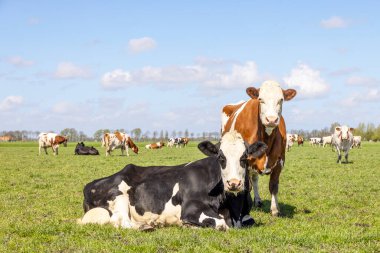 İki benekli inek, kırmızı ve siyah, mavi gökyüzünün altında bir çayırda duruyor ve yatıyor ve düz bir ufuk çiziyor..