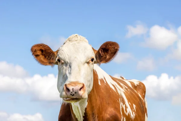 Een Koe Die Dom Uitziet Wit Met Rode Vlekken Oren — Stockfoto