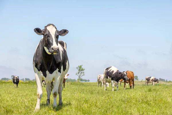 Cows in a field, standing in a pasture, black and white dreamy looking, blue sky, more cows in the background, horizon