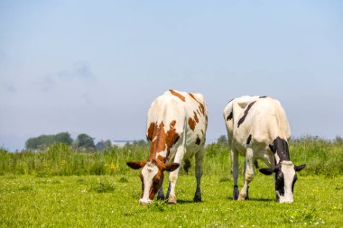 Cows diversity, two grazing black and red spotted on white, heads down side by side in the grass in a green pasture field under a blue sky
