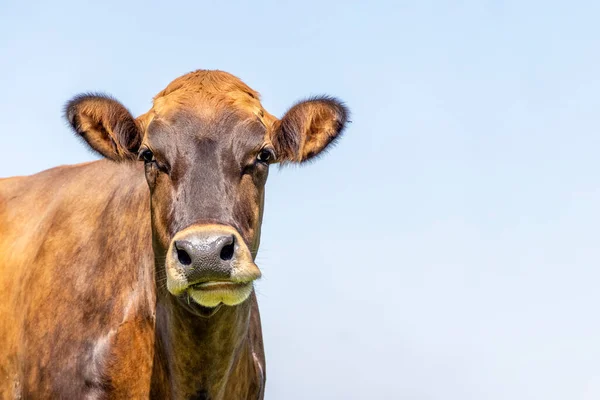 Brown swiss cow head, looking silly and funny, left view, headshot, copy space, blue sky background
