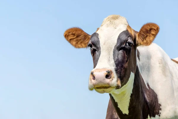 Cow Looking Friendly Mature Calm Bovine Pink Nose Medium Shot — Foto de Stock