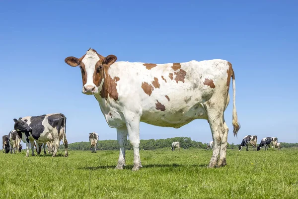Cute cow standing in a pasture under a blue sky, red and white and a black spotted herd of cows as background and a horizon over land