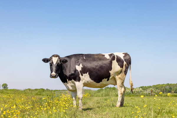 Cow and flowers in a green meadow with yellow blossom and a blue sky, rural farm scene, brassica rapa