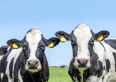 Two cows, close up heads, friends lovingly together  front view, in a pasture, black and white, yellow eartags