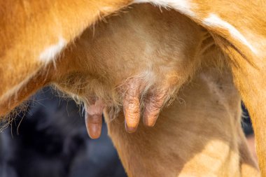 Small cow udder and teat of a brown red beef cattle, close up