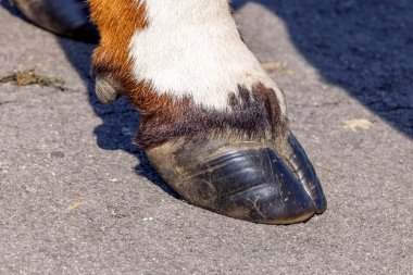 Cow hoof of a dairy standing on a path, red and white fur
