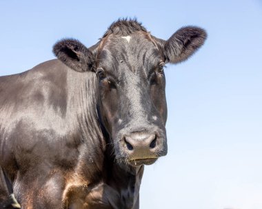 Black cow, portrait long head, medium shot, long face looking and a blue background 