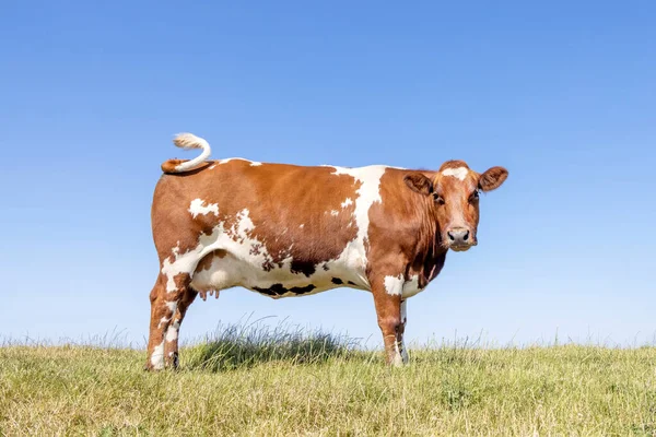 Large cow beef and dairy, standing in a field, at the background a blue sky, horizon over land, side full view
