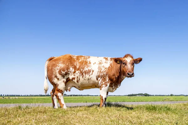 Large cow beef and dairy, standing in a field, at the background a blue sky, horizon over land, side full view