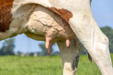 Udder of a cow and teat close up, soft pink and large mammary veins