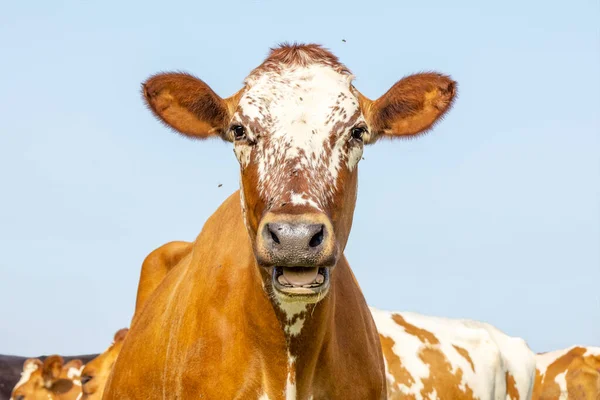 Funny Cow Red Mottled Freckled Blue Background Mouth Open Bellow — Fotografia de Stock