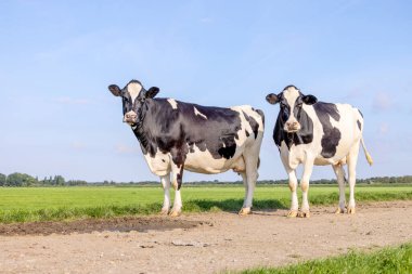 Hollanda 'da, bir yolun üzerinde duran siyah beyaz inekler ve mavi gökyüzü, karanın üzerinde.