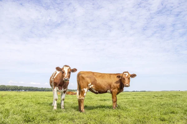 Two Cows Red Brown Front Site Standing Meadow Fully Focus — Stock Photo, Image