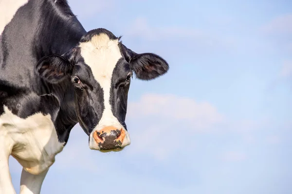 Cow Left Side Looking Head Corner Background Blue Sky — Stock Photo, Image