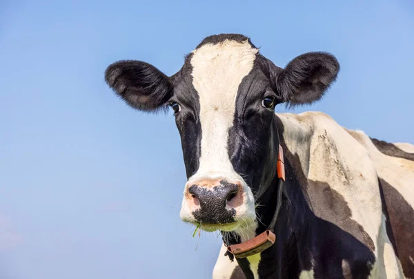 One cow head, black and white friendly looking, pink nose, white blaze in front of  a blue sky