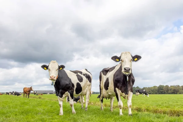 Коровы Стоящие Пастбище Две Черно Белые Зеленом Поле Облачное Облачное — стоковое фото