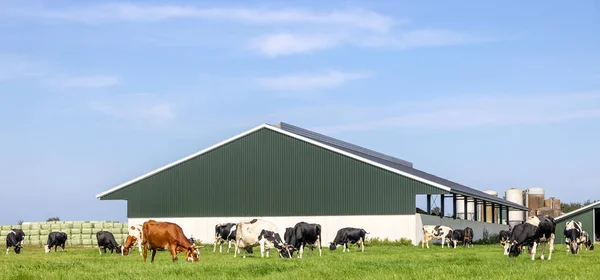 Vacas Granero Paisaje Agrícola Con Ganado Pastoreo Los Países Bajos Fotos De Stock Sin Royalties Gratis