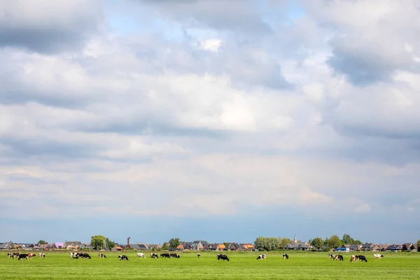 草原での牛 牧草地での放牧 オランダの平らな土地の風景の中での平和で日当たりの良い土地の上に青い空と水平線 — ストック写真