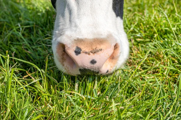 Коровьи Носы Выпас Закрытие Коров Розовая Морда Зеленой Траве Пастбища — стоковое фото