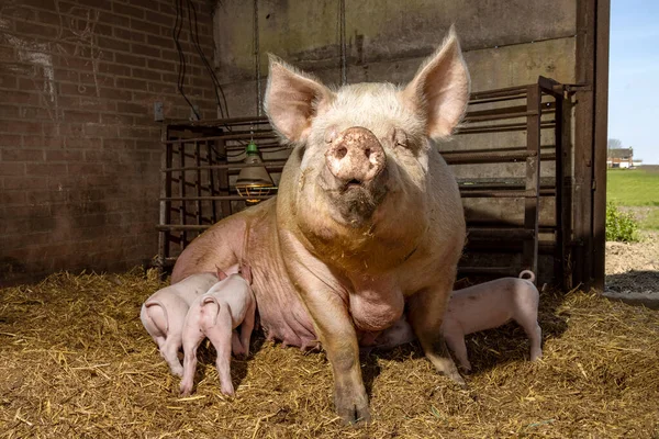 Sow pig and her cute pink piglets drinking in the straw in a barn from mother pig\'s teats, suckling milk