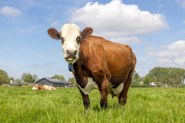 Vaca Vermelha Fleckvieh Raça Gado Simmental Conhecido Como Groninger Blaarkop — Fotografia de Stock