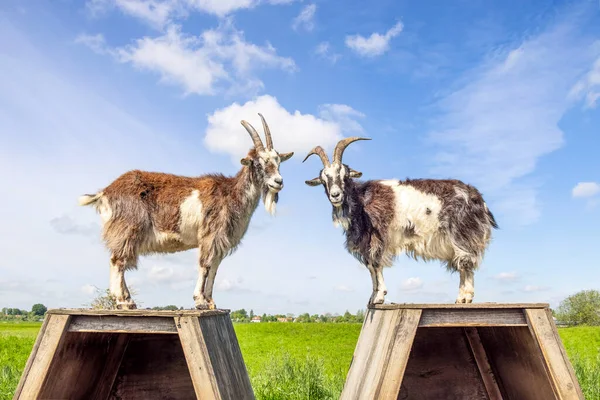Duas Cabras Subindo Cima Sua Caneta Chifres Grandes Vista Lateral — Fotografia de Stock
