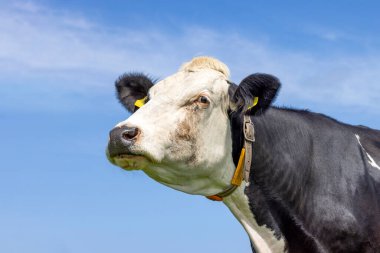 İnek şüpheli görünüyor, çene yukarıda, siyah-beyaz, kafası havada ve mavi arka planda
