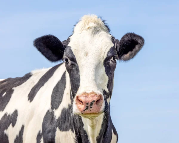 Vaca Linda Cara Delgada Mirada Inocente Amistosa Blanco Negro Nariz — Foto de Stock