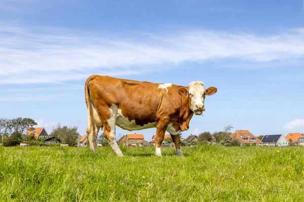 Vaca Campo Horizonte Sobre Tierra Rojo Blanco Feliz Relajado Pasto — Foto de Stock