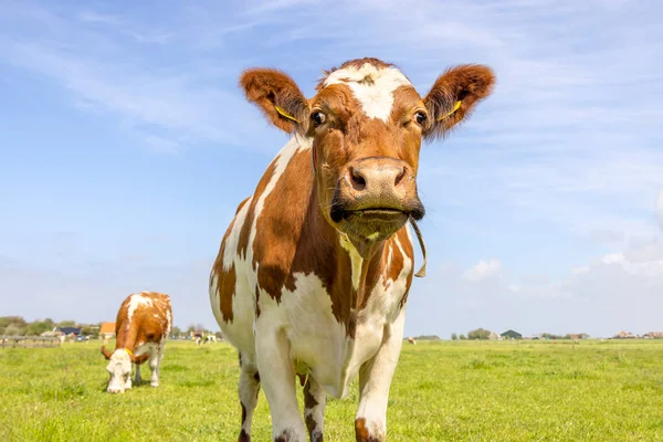 Vaca Entrometida Mirando Curiosa Viniendo Campo Verde Acercándose Caminando Pasto — Foto de Stock