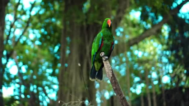 在通常的栖息地 绿草丛生 长满绿色羽毛的鹦鹉 栖息在木枝上 — 图库视频影像
