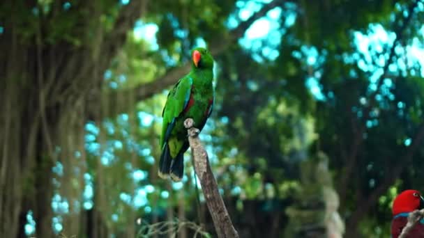 Papagájzöld Eclectus Roratus Zöld Tollakkal Szokásos Élőhelyen Zöld Fűvel Terpeszben — Stock videók