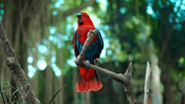 Papegojröd Eclectus Roratus Med Gröna Fjädrar Den Vanliga Livsmiljön Med — Stockvideo