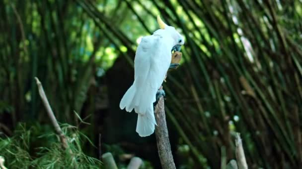 Papoušek Kakadu Bílým Peřím Obvyklém Prostředí Zelenou Trávou Rozvaluje Dřevěné — Stock video