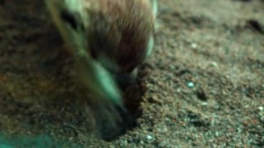 Afrikalı bir Suricate ailesi kendi habitatlarında sıkıştır ve yiyecek ara.