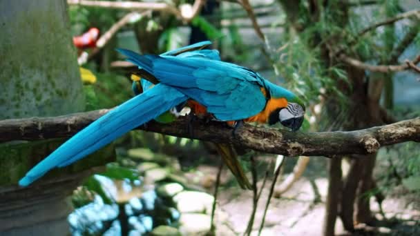 Parrot Ara Yellow Blue Feathers Its Usual Habitat Green Grass — Stock Video