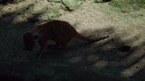 Een Familie Van Afrikaanse Suricate Hun Habitat Graven Een Knijpen — Stockvideo