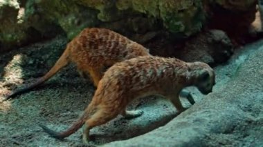 Afrikalı bir Suricate ailesi kendi habitatlarında sıkıştır ve yiyecek ara.