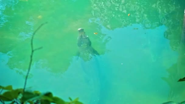 アフリカの野生のワニが水の中に浮かび 川の底に突入し 上から浮く — ストック動画