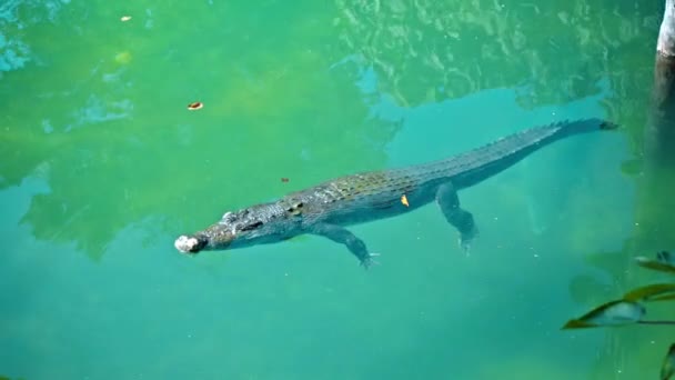 アフリカの野生のワニが水の中に浮かび 川の底に突入し 上から浮く — ストック動画