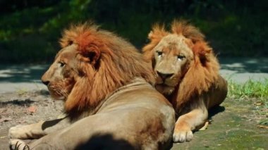 Vahşi Afrika aslanlarının vahşi doğadaki erkekleri güneş ışınlarının altında gün boyunca yerde yatıp birbirlerini yalarlar.