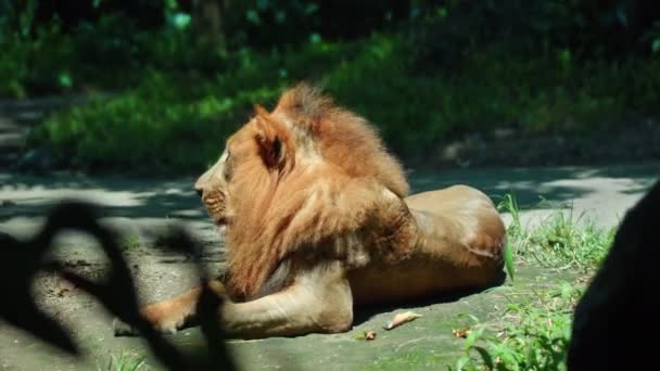 Männchen Wilder Afrikanischer Löwen Freier Wildbahn Mit Großer Mähne Liegen — Stockvideo