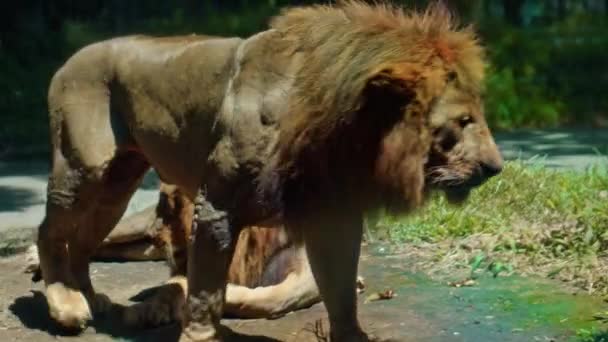 Hanar Vilda Afrikanska Lejon Naturen Med Stor Man Ligger Marken — Stockvideo