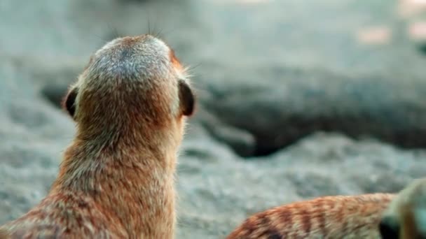 Une Famille Africains Suricate Dans Leur Habitat Creusent Dans Pressoir — Video