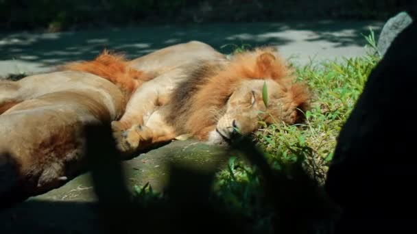 Samce Dzikich Lwów Afrykańskich Wolności Dużą Grzywą Leżą Ziemi Ciągu — Wideo stockowe
