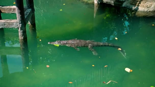 Jacarés Africanos Selvagens Flutuam Água Mergulhando Fundo Rio Flutuando Cima — Vídeo de Stock