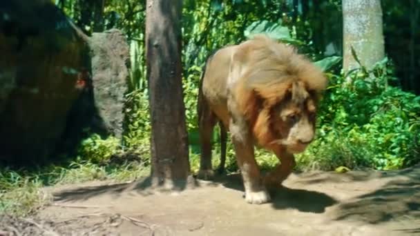 Leões Africanos Selvagens Machos Natureza Com Uma Crina Grande Vai — Vídeo de Stock