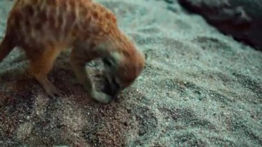 Afrikalı bir Suricate ailesi kendi habitatlarında sıkıştır ve yiyecek ara.